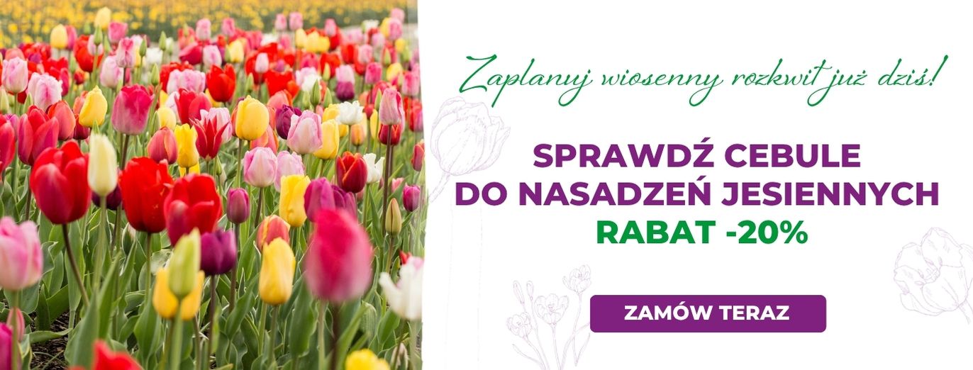 Cebule do nasadzeń jesiennych